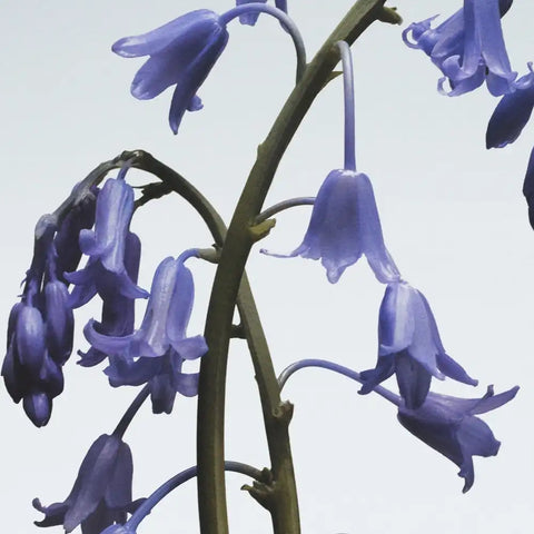 Wild Bluebell Cologne
